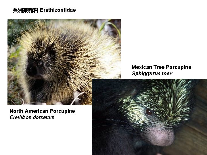 美洲豪豬科 Erethizontidae Mexican Tree Porcupine Sphiggurus mex North American Porcupine Erethizon dorsatum 