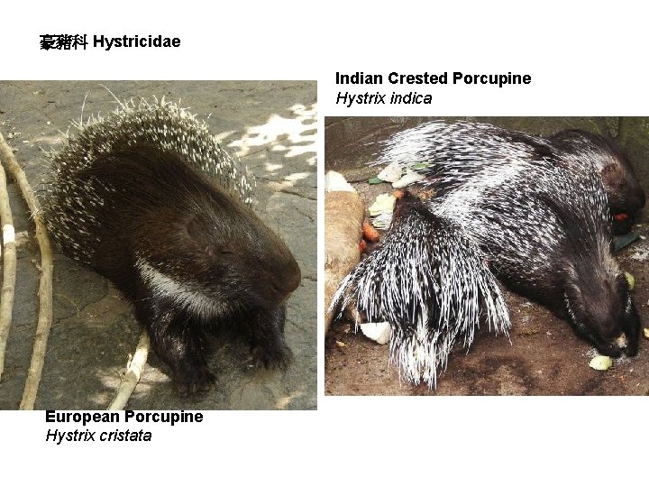 豪豬科 Hystricidae Indian Crested Porcupine Hystrix indica European Porcupine Hystrix cristata 