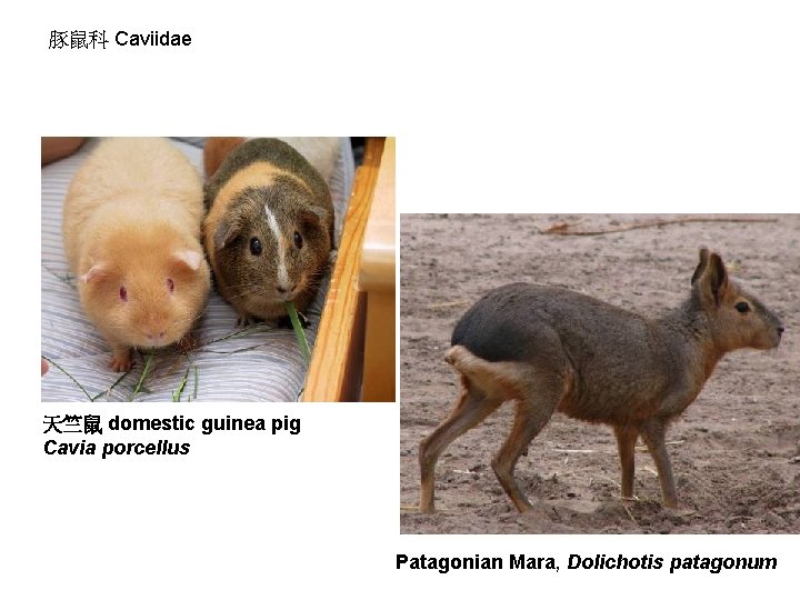 豚鼠科 Caviidae 天竺鼠 domestic guinea pig Cavia porcellus Patagonian Mara, Dolichotis patagonum 