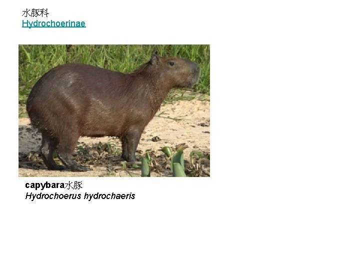 水豚科 Hydrochoerinae capybara水豚 Hydrochoerus hydrochaeris 