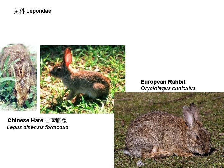 兔科 Leporidae European Rabbit Oryctolagus cuniculus Chinese Hare 台灣野兔 Lepus sinensis formosus 
