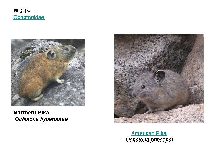 鼠兔科 Ochotonidae Northern Pika Ochotona hyperborea American Pika Ochotona princeps) 