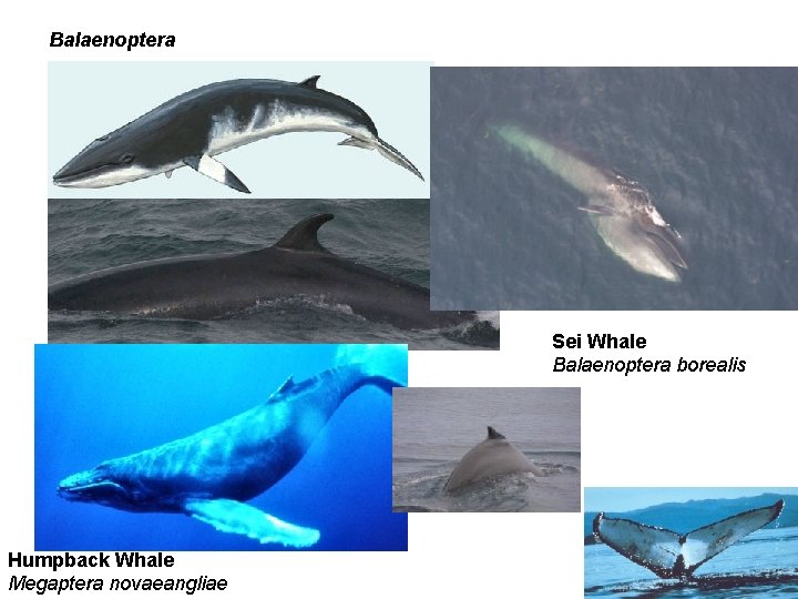 Balaenoptera Sei Whale Balaenoptera borealis Humpback Whale Megaptera novaeangliae 