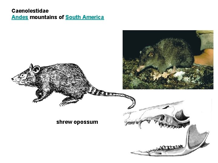 Caenolestidae Andes mountains of South America shrew opossum 