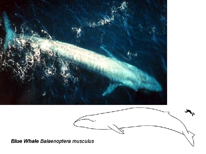 Blue Whale Balaenoptera musculus 
