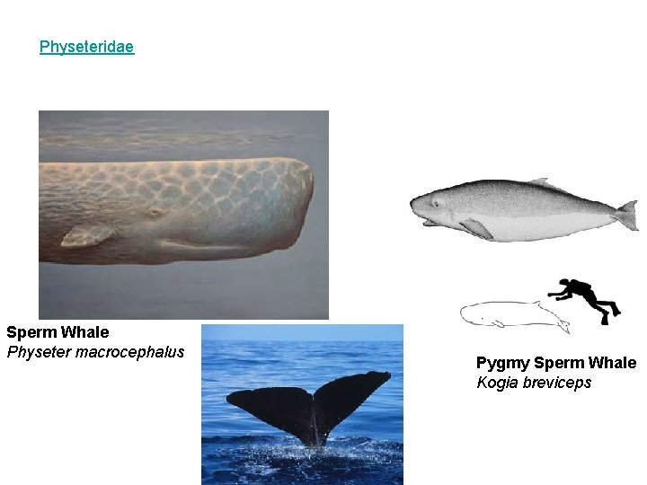 Physeteridae Sperm Whale Physeter macrocephalus Pygmy Sperm Whale Kogia breviceps 