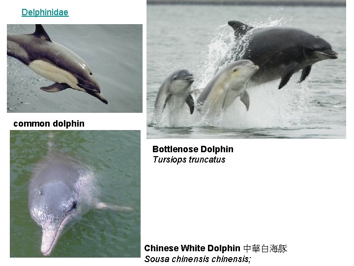 Delphinidae common dolphin Bottlenose Dolphin Tursiops truncatus Chinese White Dolphin 中華白海豚 Sousa chinensis; 