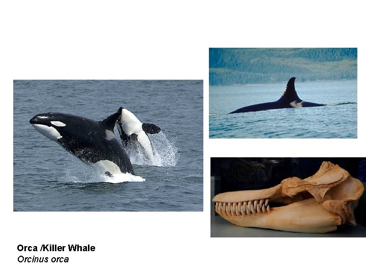 Orca /Killer Whale Orcinus orca 