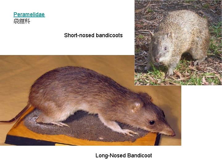 Peramelidae 袋貍科 Short-nosed bandicoots Long-Nosed Bandicoot 