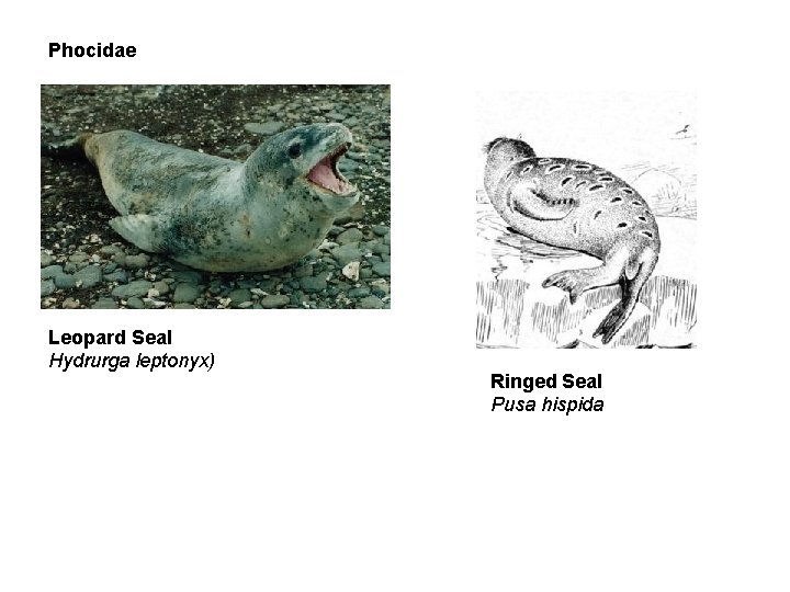 Phocidae Leopard Seal Hydrurga leptonyx) Ringed Seal Pusa hispida 
