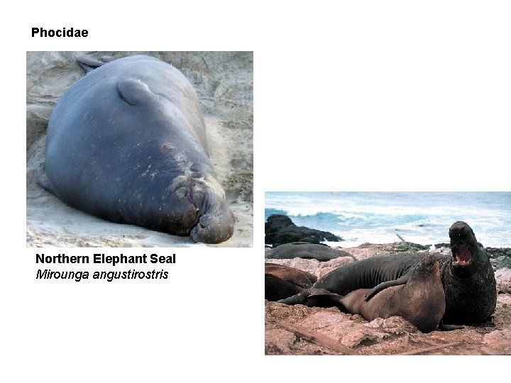 Phocidae Northern Elephant Seal Mirounga angustirostris 