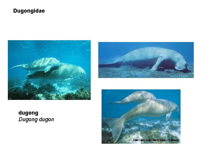 Dugongidae dugong Dugong dugon 