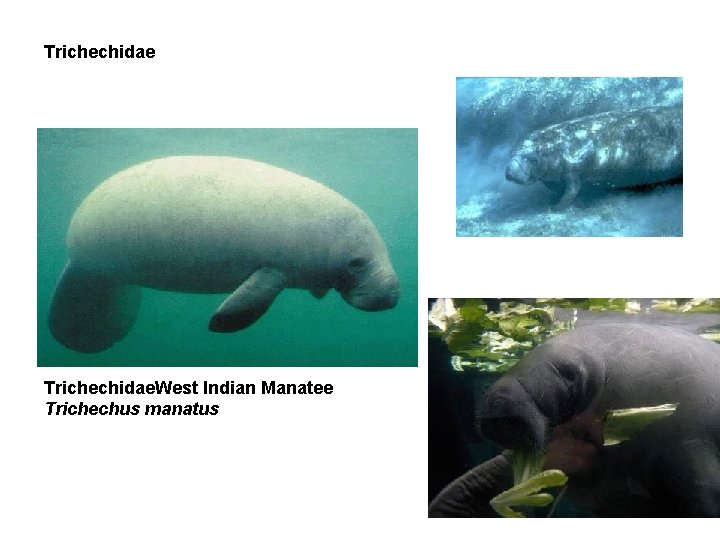 Trichechidae. West Indian Manatee Trichechus manatus 