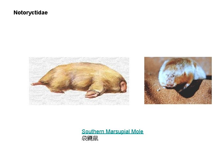 Notoryctidae Southern Marsupial Mole 袋鼴鼠 