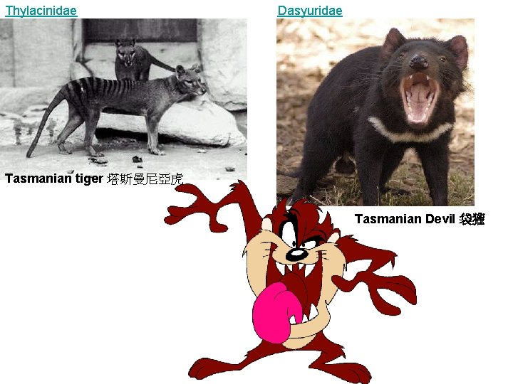 Thylacinidae Dasyuridae Tasmanian tiger 塔斯曼尼亞虎 Tasmanian Devil 袋獾 
