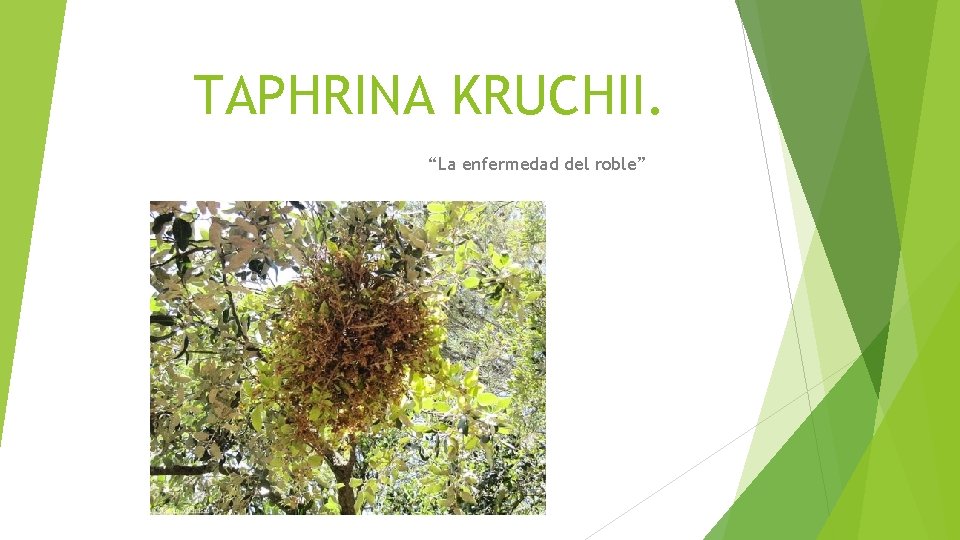 TAPHRINA KRUCHII. “La enfermedad del roble” 