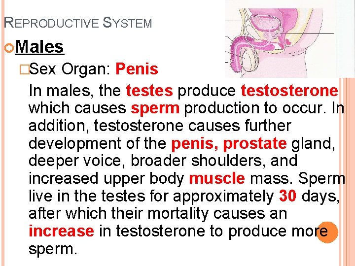 REPRODUCTIVE SYSTEM Males �Sex Organ: Penis In males, the testes produce testosterone which causes