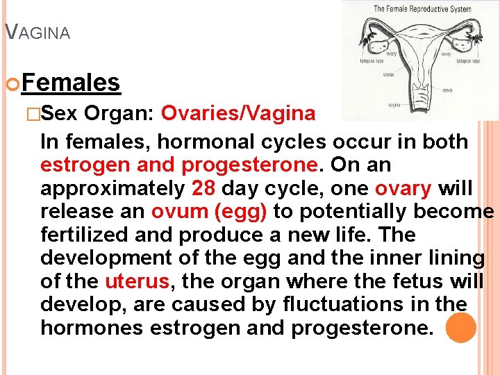 VAGINA Females �Sex Organ: Ovaries/Vagina In females, hormonal cycles occur in both estrogen and