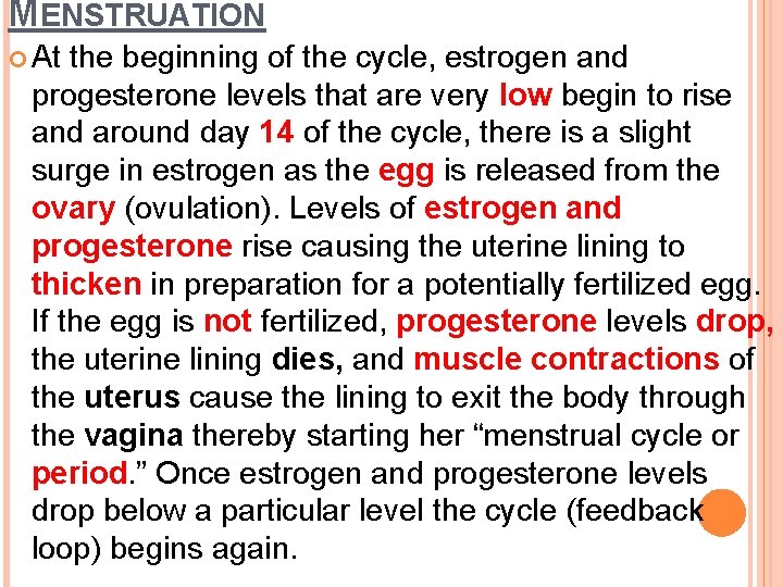 MENSTRUATION At the beginning of the cycle, estrogen and progesterone levels that are very