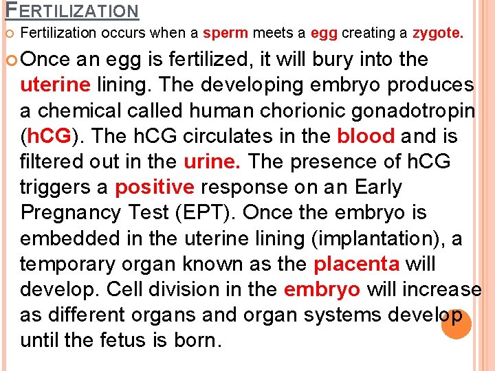 FERTILIZATION Fertilization occurs when a sperm meets a egg creating a zygote. Once an