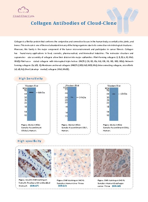 Collagen Antibodies of Cloud-Clone Collagen is a ﬁbrillar protein that conforms the conjunctive and