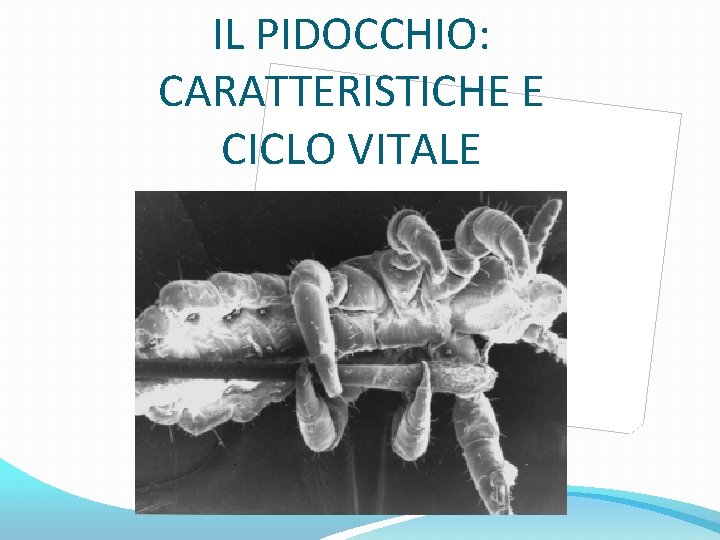 IL PIDOCCHIO: CARATTERISTICHE E CICLO VITALE 