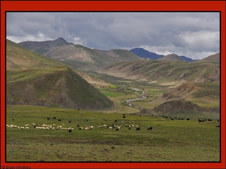 © Brain Wrinkles © Brain Wrinkles