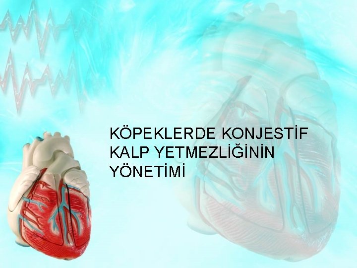 KÖPEKLERDE KONJESTİF KALP YETMEZLİĞİNİN YÖNETİMİ 