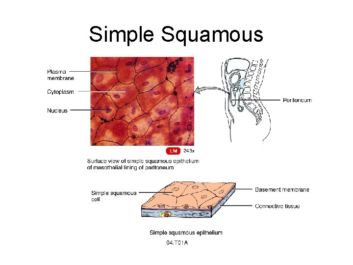 Simple Squamous Without Label Essentials of Human Anatomy Body Tissues Tissue Level