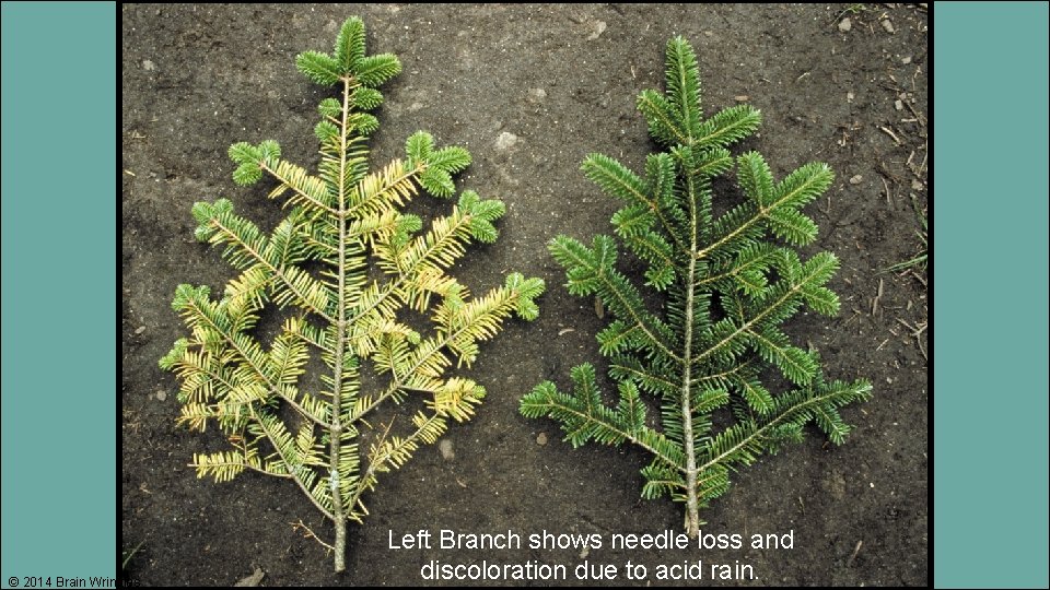 © 2014 Brain Wrinkles Left Branch shows needle loss and discoloration due to acid
