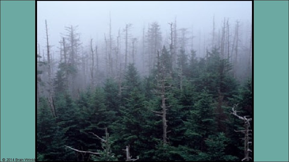 © 2014 Brain Wrinkles 