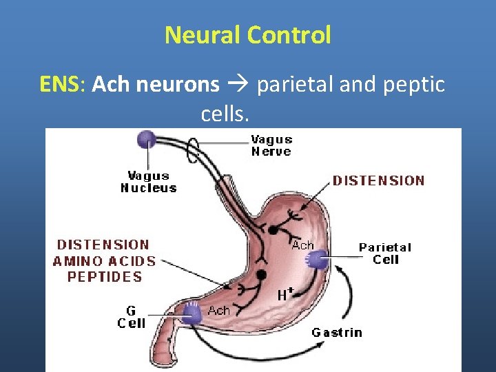 Neural Control ENS: Ach neurons parietal and peptic cells. 