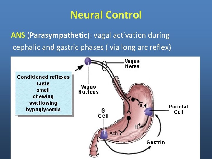 Neural Control ANS (Parasympathetic): vagal activation during cephalic and gastric phases ( via long
