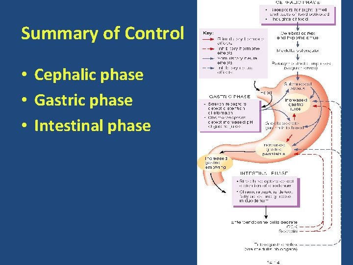 Summary of Control • Cephalic phase • Gastric phase • Intestinal phase 