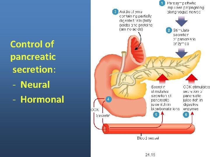 Control of pancreatic secretion: - Neural - Hormonal 