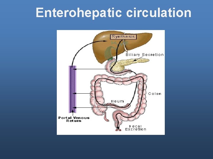Enterohepatic circulation 