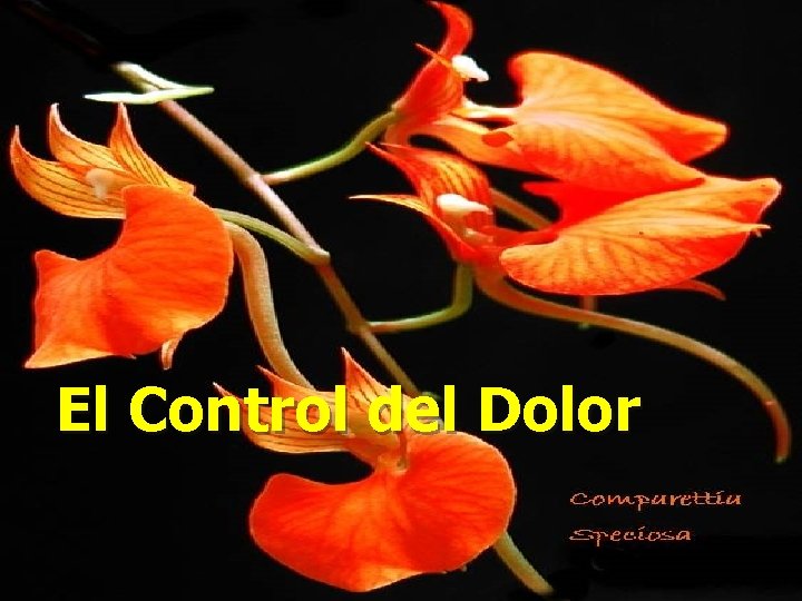 El Control del Dolor 