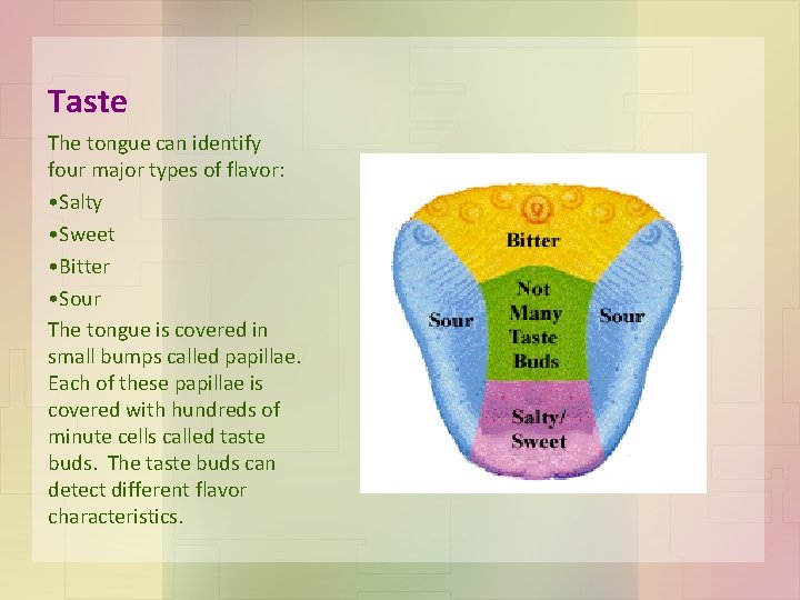 Taste The tongue can identify four major types of flavor: • Salty • Sweet