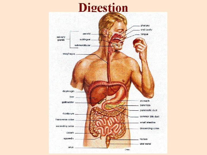 Digestion 