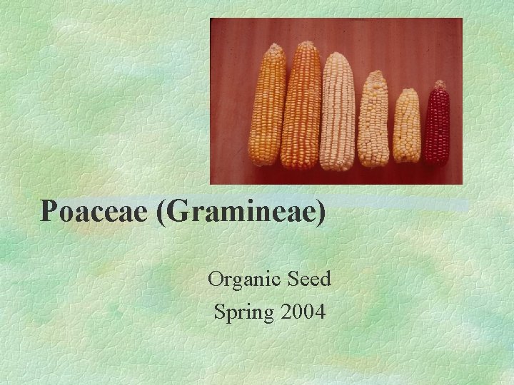 Poaceae (Gramineae) Organic Seed Spring 2004 