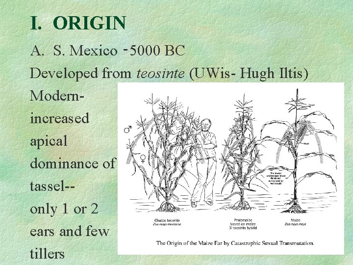 I. ORIGIN A. S. Mexico ‑ 5000 BC Developed from teosinte (UWis- Hugh Iltis)