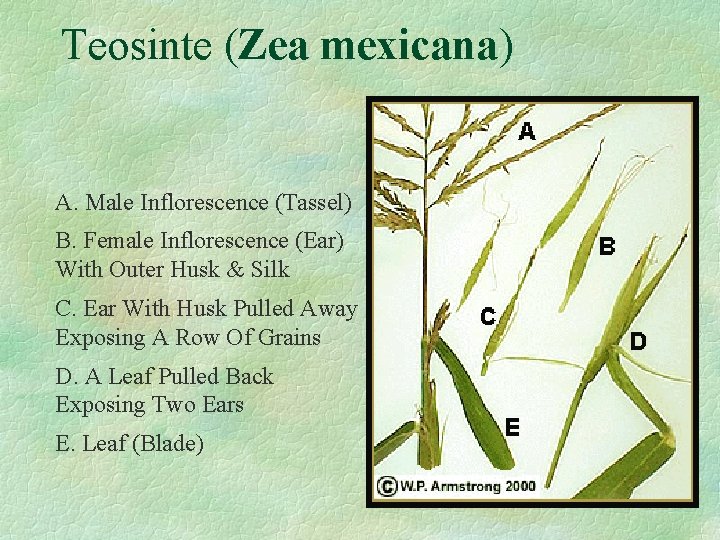 Teosinte (Zea mexicana) A. Male Inflorescence (Tassel) B. Female Inflorescence (Ear) With Outer Husk