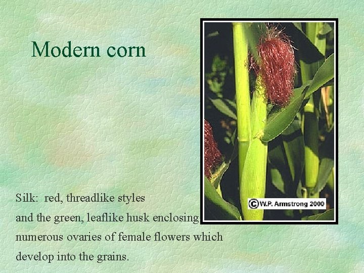 Modern corn Silk: red, threadlike styles and the green, leaflike husk enclosing numerous ovaries