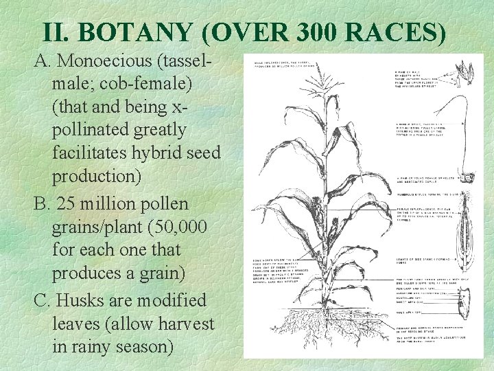 II. BOTANY (OVER 300 RACES) A. Monoecious (tasselmale; cob-female) (that and being xpollinated greatly