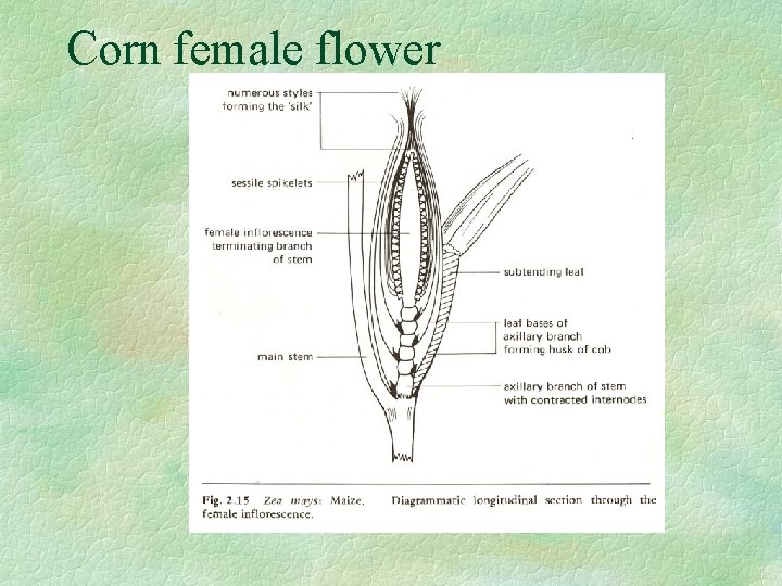 Corn female flower 
