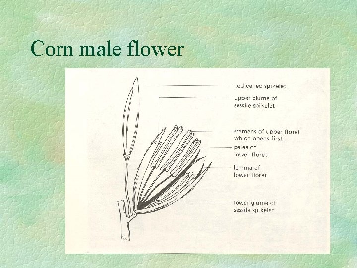 Corn male flower 