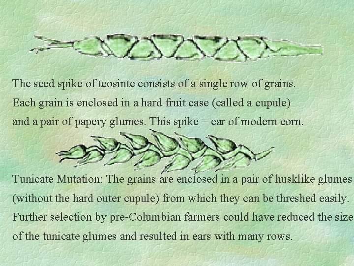 The seed spike of teosinte consists of a single row of grains. Each grain