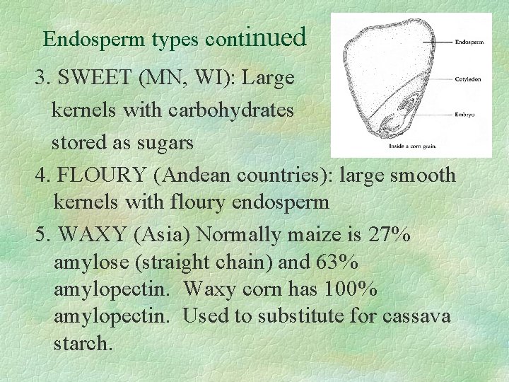 Endosperm types continued 3. SWEET (MN, WI): Large kernels with carbohydrates stored as sugars