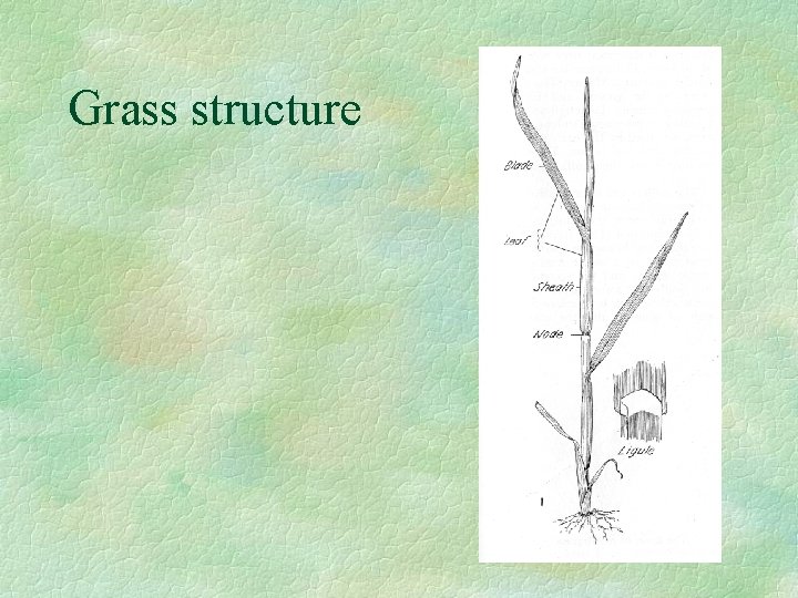 Grass structure 