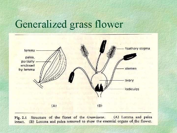 Generalized grass flower 